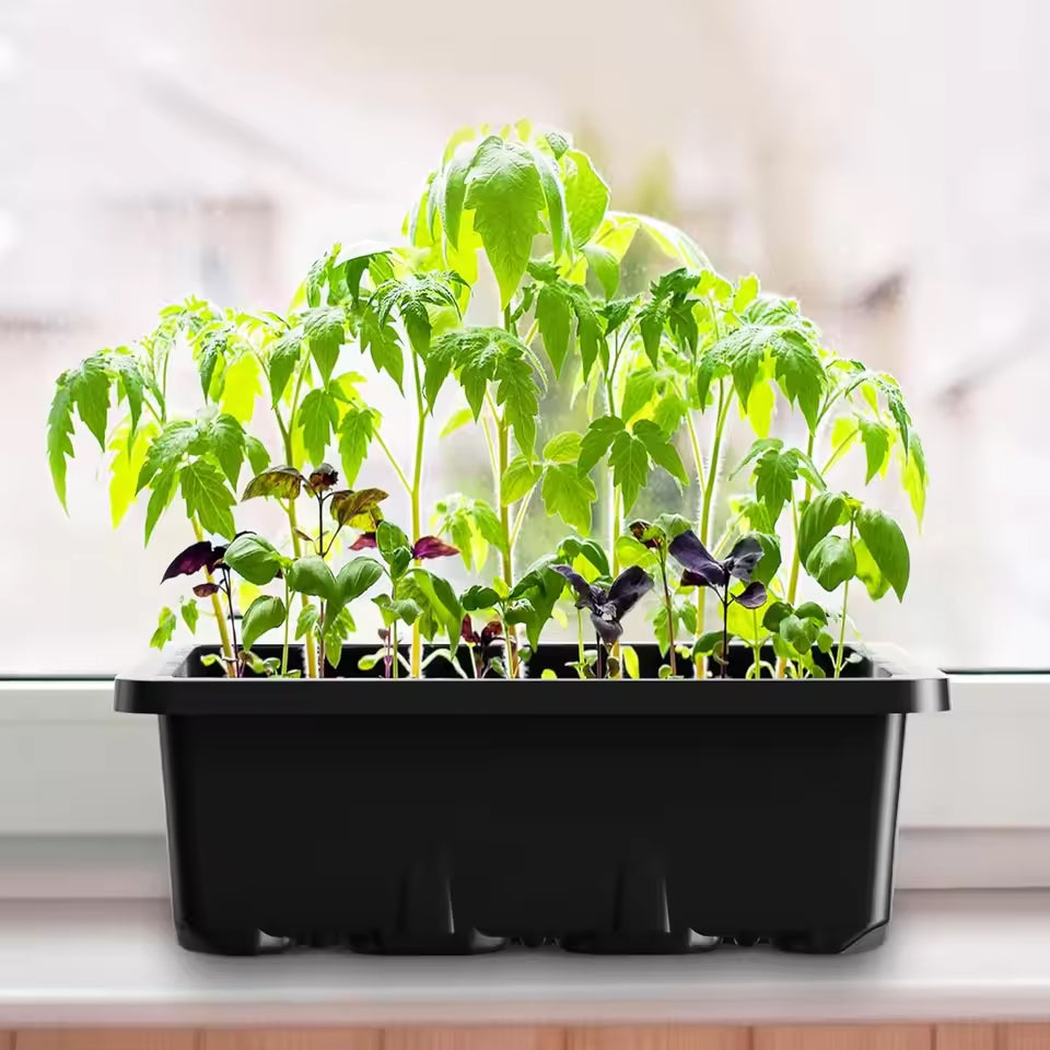 MixSeedi